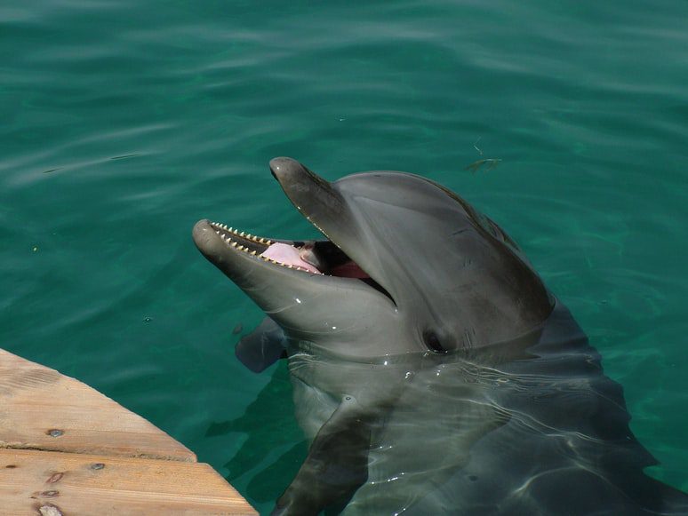 Nade com golfinhos